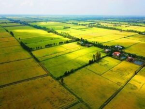Bất động sản nông nghiệp An Giang